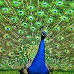 Latest-Peacock-HD-Wallpapers-Free-Download-3-1024×640