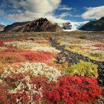 Flowers often bloom among the rocksnordic-landscape-nature-photography-iceland-12-1