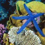 great_barrier_reef3