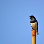 magpie-robin-265809_1280